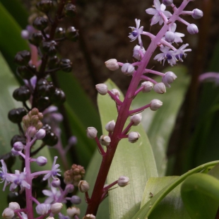 Scilla haemorrhoidalis